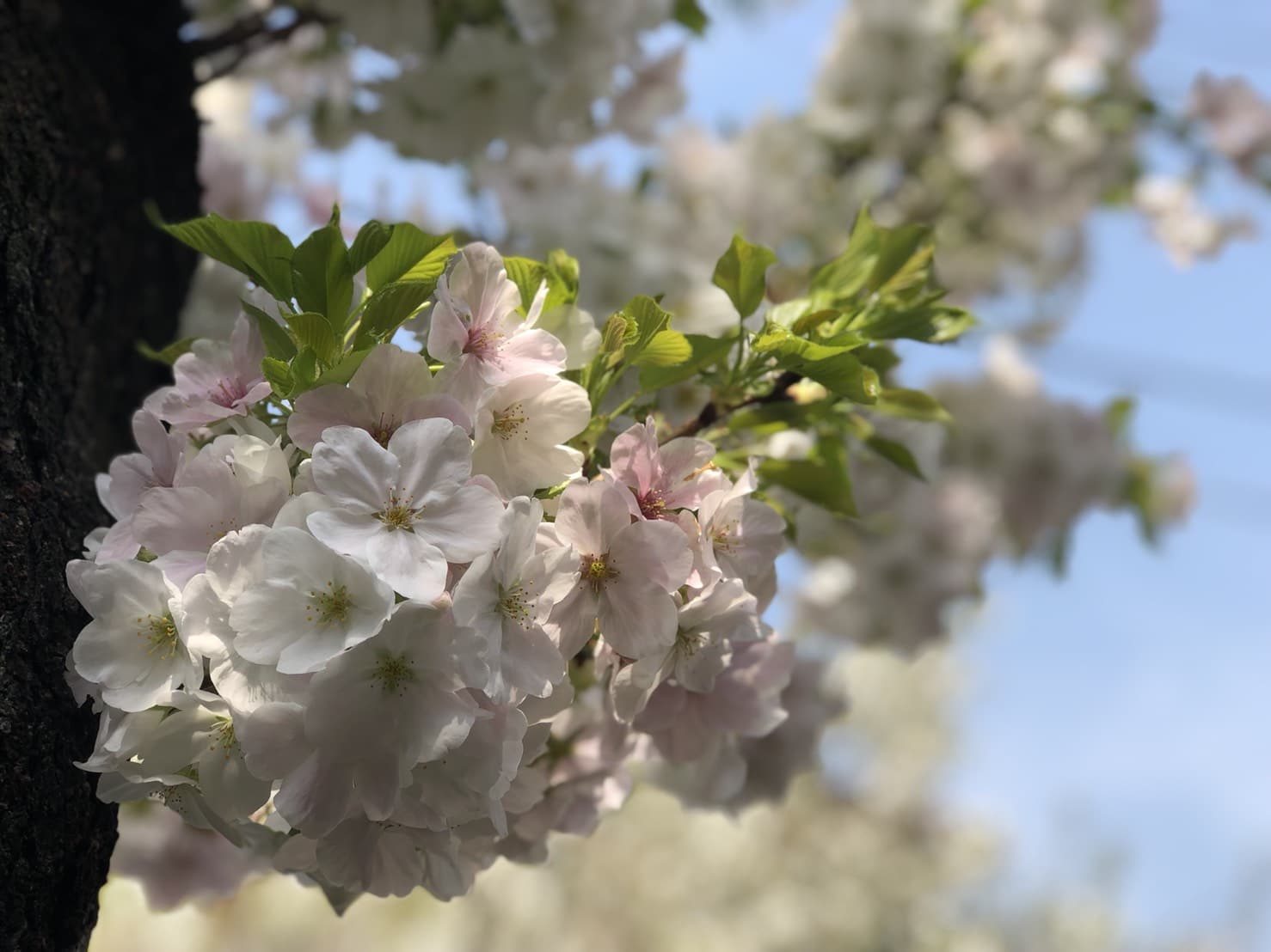 桜咲く