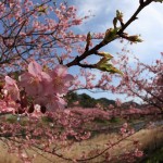 春の訪れ☆河津桜