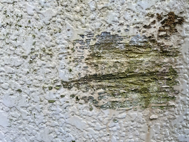 カピ 壁紙／ビニールクロスのカビ取り方法！かび臭い黒カビをおすすめのカビ